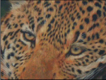 (image for) Leopard Eyes